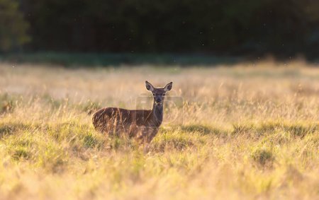 Foto de Primer plano de un ternero de ciervo rojo parado en la hierba al amanecer, Reino Unido. - Imagen libre de derechos