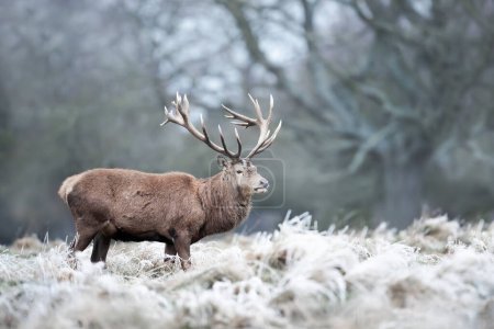 Téléchargez les photos : Gros plan d'un cerf rouge en hiver, Royaume-Uni. - en image libre de droit