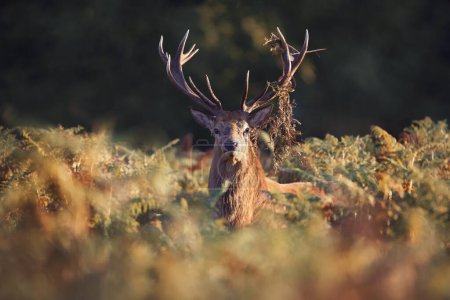 Foto de Primer plano de un ciervo rojo durante la temporada de celo al amanecer, Reino Unido. - Imagen libre de derechos