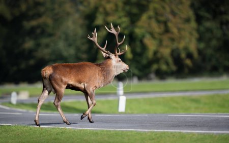 Foto de Primer plano de un ciervo rojo cruzando una carretera, Reino Unido. - Imagen libre de derechos