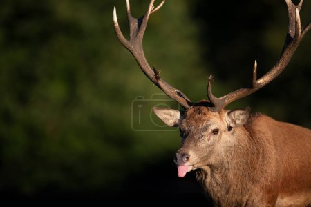 Photo for Portrait of a red deer stag showing tongue, UK. - Royalty Free Image
