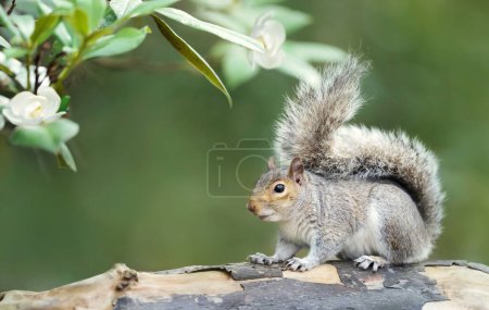 Photo for Close up of a grey squirrel on a tree branch, UK. - Royalty Free Image