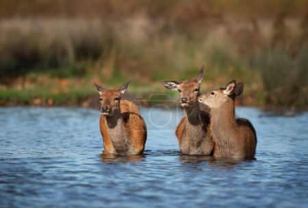 Photo for Close-up of a group of hinds standing in water, UK. - Royalty Free Image