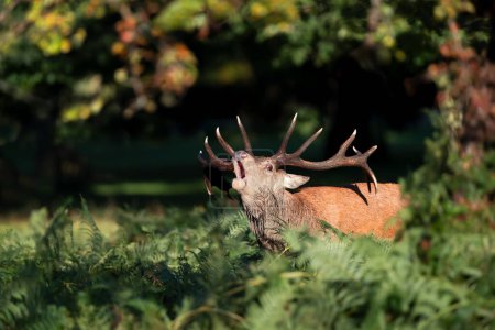 Téléchargez les photos : Gros plan d'un cerf rouge appelant pendant la saison d'ornières à l'automne, Royaume-Uni
. - en image libre de droit
