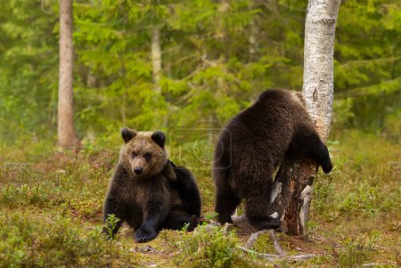 Foto de Primer plano del juguetón oso pardo europeo (Ursus arctos arctos) cachorros en el bosque de Finlandia. - Imagen libre de derechos