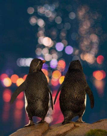 Téléchargez les photos : Gros plan des pingouins Rockhopper regardant les lumières de la ville. - en image libre de droit