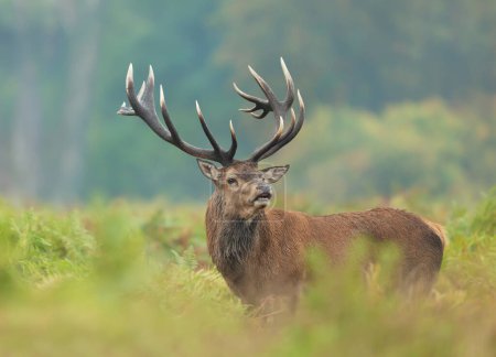 Close up of a red deer stag in autumn, UK.
