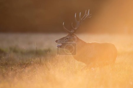 Foto de Ciervo rojo ciervo llamando durante la temporada de celo al amanecer, Reino Unido. - Imagen libre de derechos