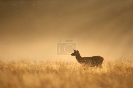 Photo for Close up of a Red Deer hind at sunrise, UK. - Royalty Free Image
