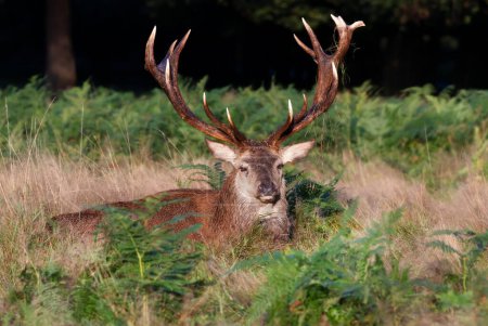 Foto de Primer plano de un ciervo rojo acostado en la hierba en otoño, Reino Unido. - Imagen libre de derechos