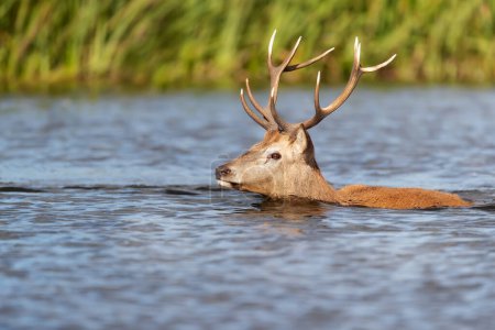 Close-up of a Red deer stag swimming in water during rutting season, UK.