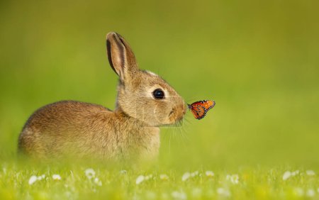 Téléchargez les photos : Gros plan d'un petit lapin mignon avec un papillon sur le nez, Royaume-Uni. - en image libre de droit