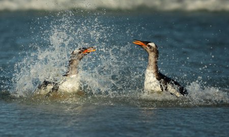 Photo for Close up of two Gentoo penguins (Pygoscelis papua) splashing in water, Falkland Islands. - Royalty Free Image