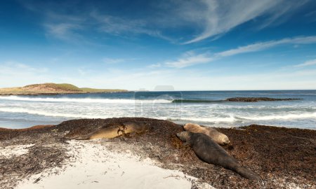 Téléchargez les photos : Groupe d'éléphants du Sud couchés sur une plage de sable des îles Malouines. - en image libre de droit
