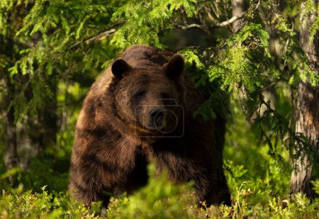 Téléchargez les photos : Portrait impressionnant de l'ours brun eurasien dans la forêt, Finlande. - en image libre de droit