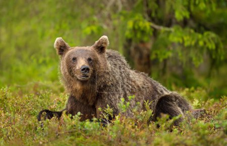 Foto de Primer plano de un oso pardo euroasiático tendido sobre hierba en el bosque, Finlandia. - Imagen libre de derechos