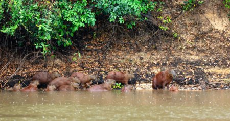 Foto de Grupo de Capibaras en la ribera de un río bajo la lluvia, Pantanal Norte, Brasil. - Imagen libre de derechos