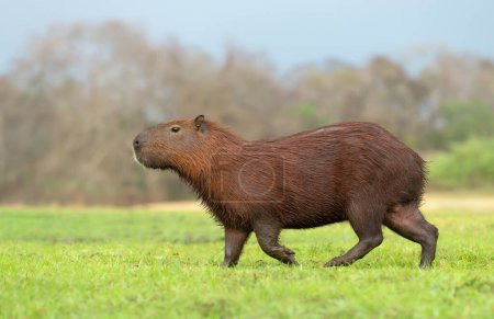 Foto de Primer plano de Capybara en una orilla del río, Pantanal Norte, Brasil. - Imagen libre de derechos