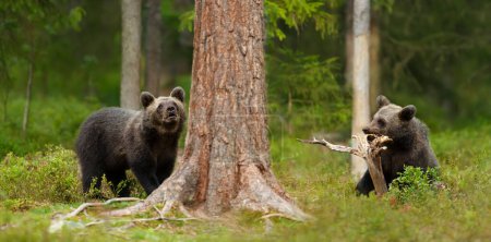 Téléchargez les photos : Gros plan d'oursons bruns européens (Ursus arctos arctos) ludiques dans les bois de Finlande. - en image libre de droit