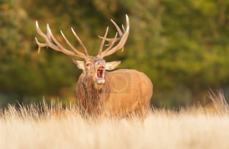 Photo for Red deer stag calling during the rut in autumn, UK. - Royalty Free Image