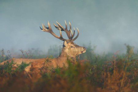 Foto de Primer plano de un ciervo rojo en otoño, Reino Unido. - Imagen libre de derechos