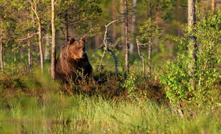 Photo for Eurasian Brown bear standing by a pond in forest in summer, Finland - Royalty Free Image