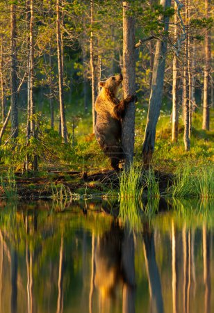 Foto de Oso pardo euroasiático trepando a un árbol junto a un estanque en el bosque, Finlandia. - Imagen libre de derechos