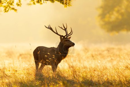 Primer plano de un ciervo rojo al amanecer, Reino Unido.