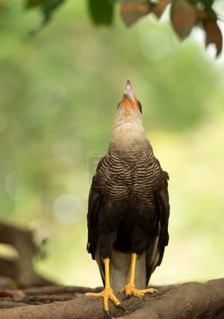 Photo for Close-up of a Southern crested caracara calling, Pantanal, Brazil. - Royalty Free Image
