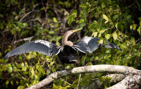 Téléchargez les photos : Gros plan d'Anhinga perché sur un arbre aux ailes et à la queue écartées vers le sec, Pantanal, Brésil. - en image libre de droit