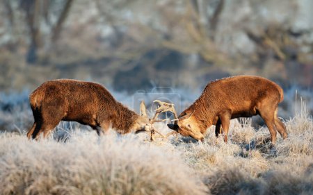 Foto de Primer plano de dos ciervos rojos peleando en invierno, Reino Unido. - Imagen libre de derechos