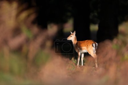 Foto de Primer plano de un ternero de ciervo en otoño, Reino Unido. - Imagen libre de derechos