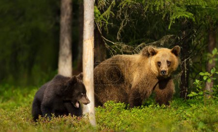 Téléchargez les photos : Gros plan d'un mignon ourson brun eurasien avec une maman ours dans la forêt, Finlande. - en image libre de droit