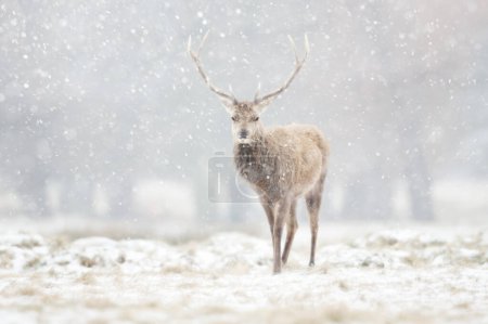 Foto de Primer plano de un ciervo rojo ciervo en la nieve que cae en invierno, Reino Unido. - Imagen libre de derechos