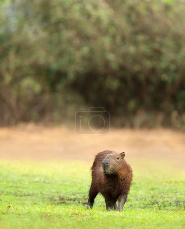 Foto de Primer plano de un Capybara en una orilla del río, Pantanal Sur, Brasil. - Imagen libre de derechos