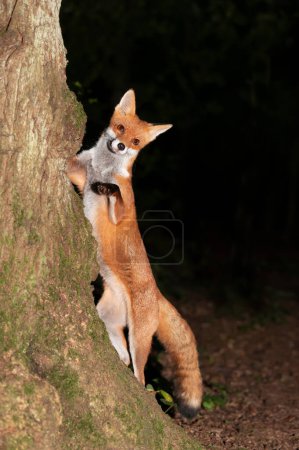Téléchargez les photos : Gros plan d'un curieux renard roux appuyé contre un arbre dans la forêt, Royaume-Uni. - en image libre de droit