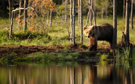 Photo for Eurasian Brown bear standing by a pond in forest in summer, Finland. - Royalty Free Image