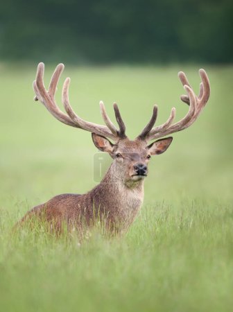 Photo for Close up of a red deer stag with velvet antlers in summer, United Kingdom. - Royalty Free Image