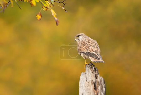 Photo for Close up of a common kestrel perched on a post in autumn, England. - Royalty Free Image