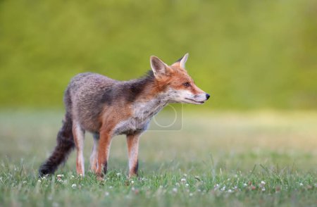 Photo for Close up of a red fox in a meadow in spring, UK. - Royalty Free Image
