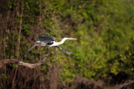 Photo for Close-up of a Cocoi heron in flight, Pantanal, Brazil. - Royalty Free Image