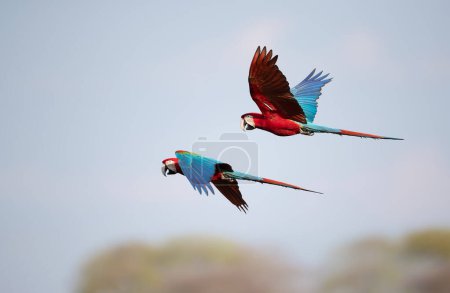 Close up of red-and-green macaws (Ara chloropterus) in flight, South Pantanal, Brazil.