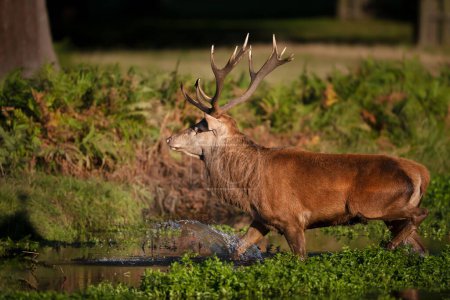 Photo for Close up of a red deer stag crossing a stream of water in autumn, UK. - Royalty Free Image