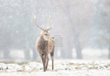 Téléchargez les photos : Gros plan d'un cerf rouge dans la neige tombante en hiver, Royaume-Uni. - en image libre de droit