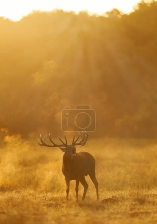 Foto de Primer plano de un ciervo rojo llamando durante la temporada de celo al amanecer, Reino Unido. - Imagen libre de derechos