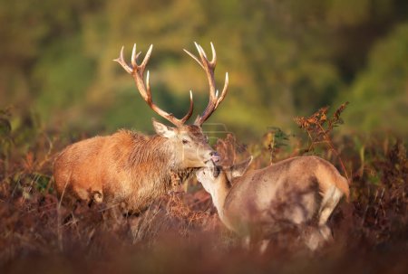 Foto de Primer plano de un ciervo rojo con una cierva durante la temporada de celo en otoño, Reino Unido. - Imagen libre de derechos