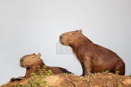Foto de Primer plano de dos capibaras en una orilla del río, Pantanal Sur, Brasil. - Imagen libre de derechos