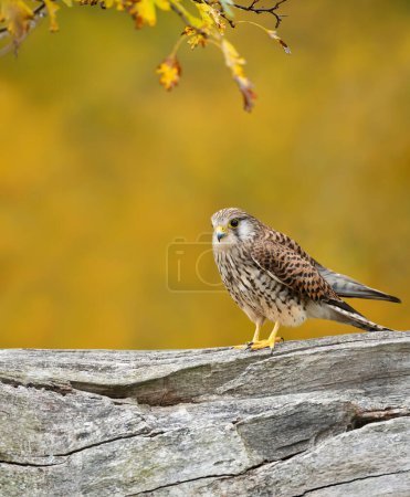 Photo for Close up of a common kestrel perched on a tree in autumn, England. - Royalty Free Image