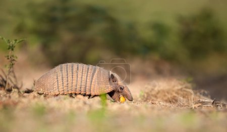 Photo for Close up of a Six-banded armadillo (Euphractus sexcinctus) eating palm fruit in South Pantanal, Brazil. - Royalty Free Image