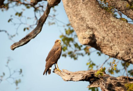 Foto de Savanna halcón encaramado en un árbol, Pantanal, Brasil
. - Imagen libre de derechos